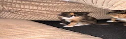 Mixed Breed cats for sale: Two gorgeous kittens for sale - Advert 3