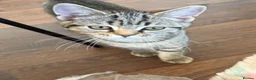 British Shorthair cats for sale: Unusual litter of British Shorthair Kittens  - Advert 8