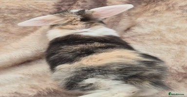 Mini Lop rabbits Mini lops various age and price see description.  - Advert 2