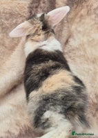 Mini Lop rabbits Mini lops various age and price see description. - Advert 4