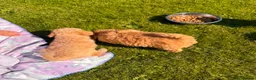 Cavapoo dogs for sale: Cute toy cavapoo puppies reds/apricots 2 left   in Airdrie - Advert 12