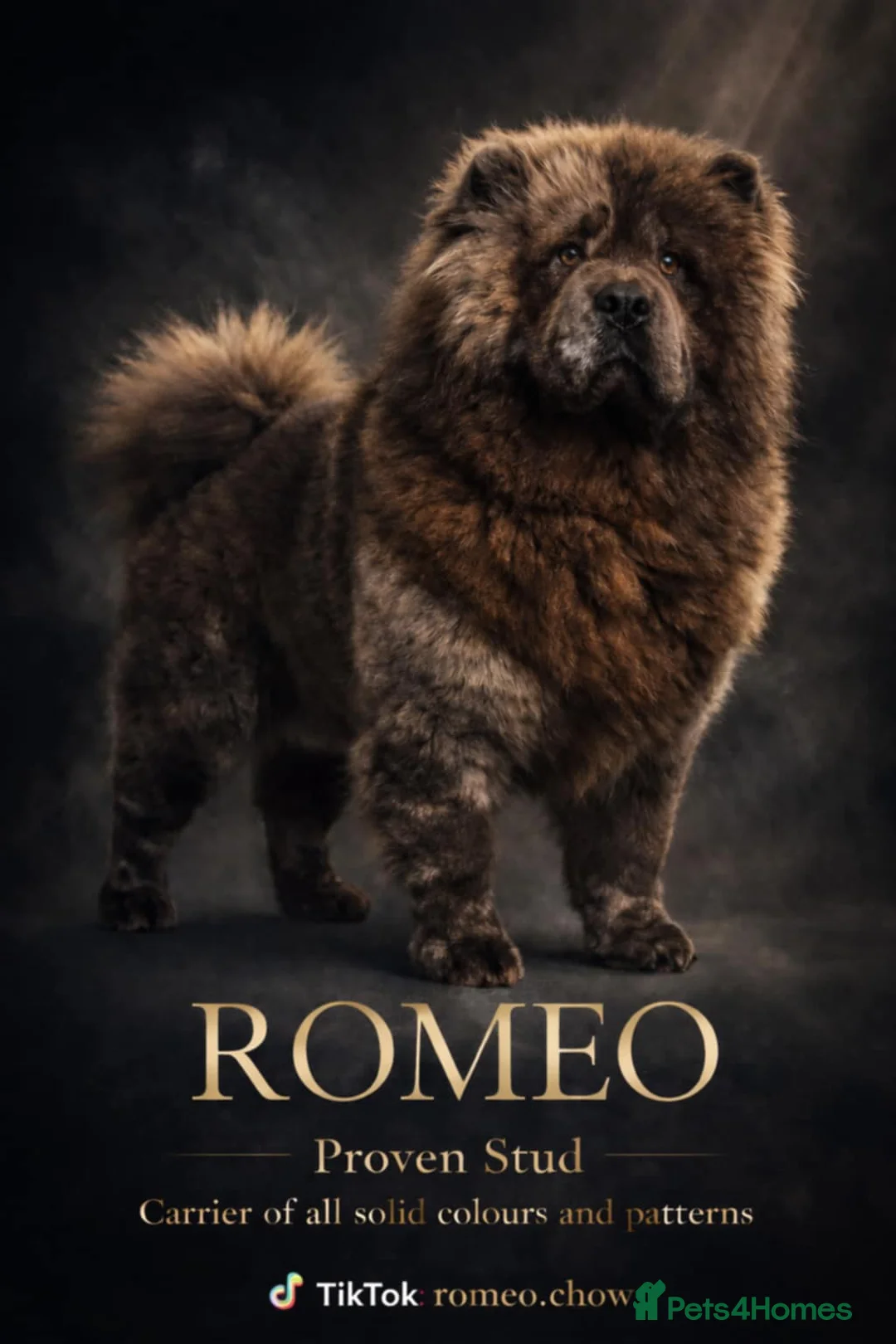 Chow Chow dogs for sale: Chow chow stunning ✌️💯 in Derby - Advert 2