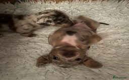 Miniature Dachshund dogs for sale: Mini dachshund puppies 6 weeks - Advert 17