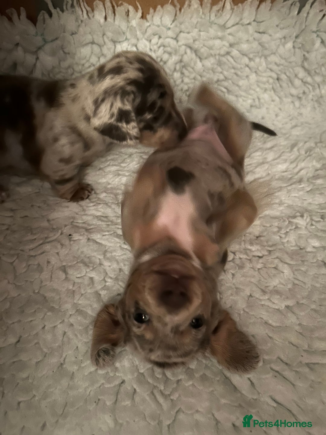 Miniature Dachshund dogs for sale: Mini dachshund puppies 6 weeks - Advert 17