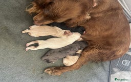 Cocker Spaniel dogs for sale: ⭐️ SHOW TYPE COCKER SPANIEL - READY ON 1ST AUGUST - Image 19