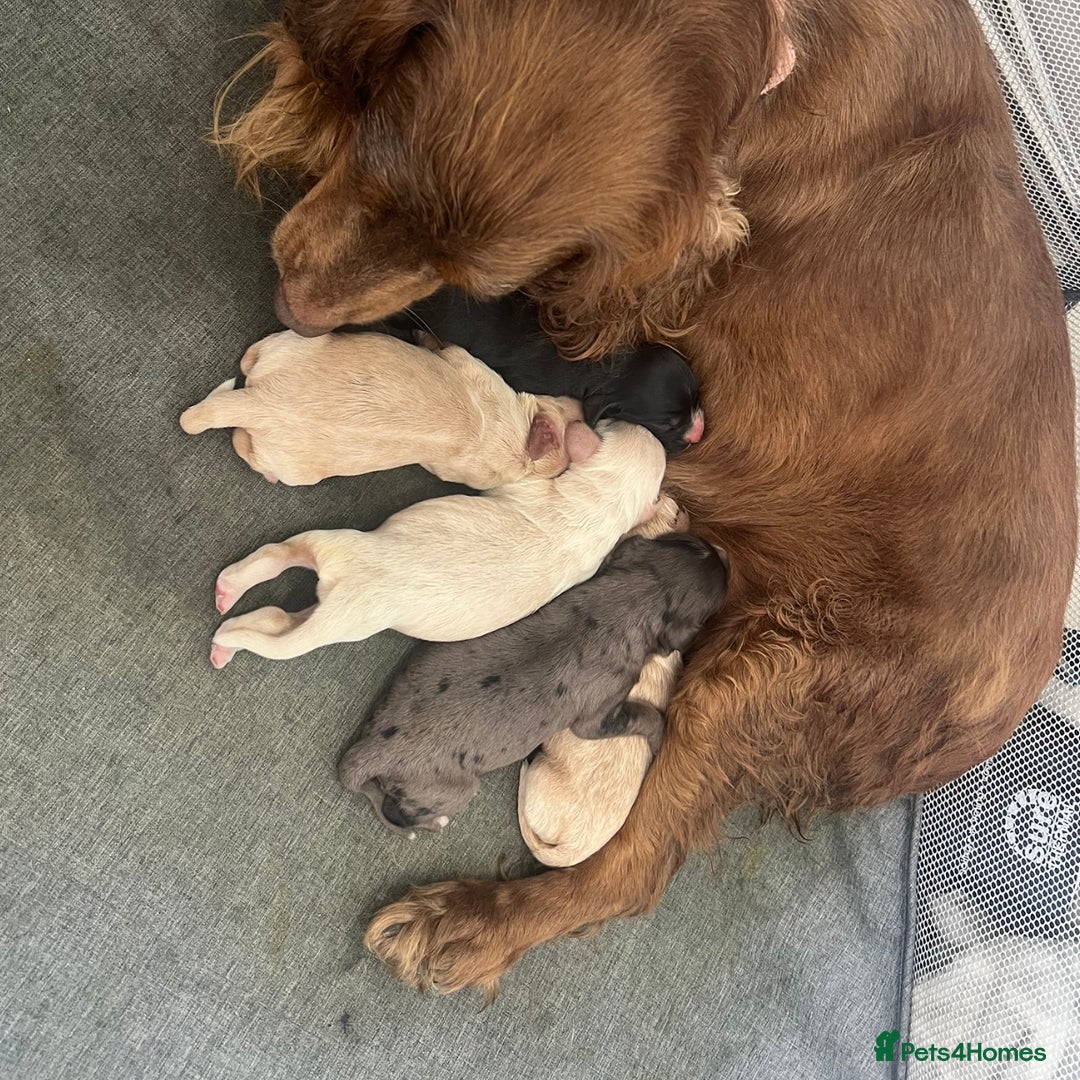 Cocker Spaniel dogs for sale: ⭐️ SHOW TYPE COCKER SPANIEL - READY ON 1ST AUGUST - Image 19