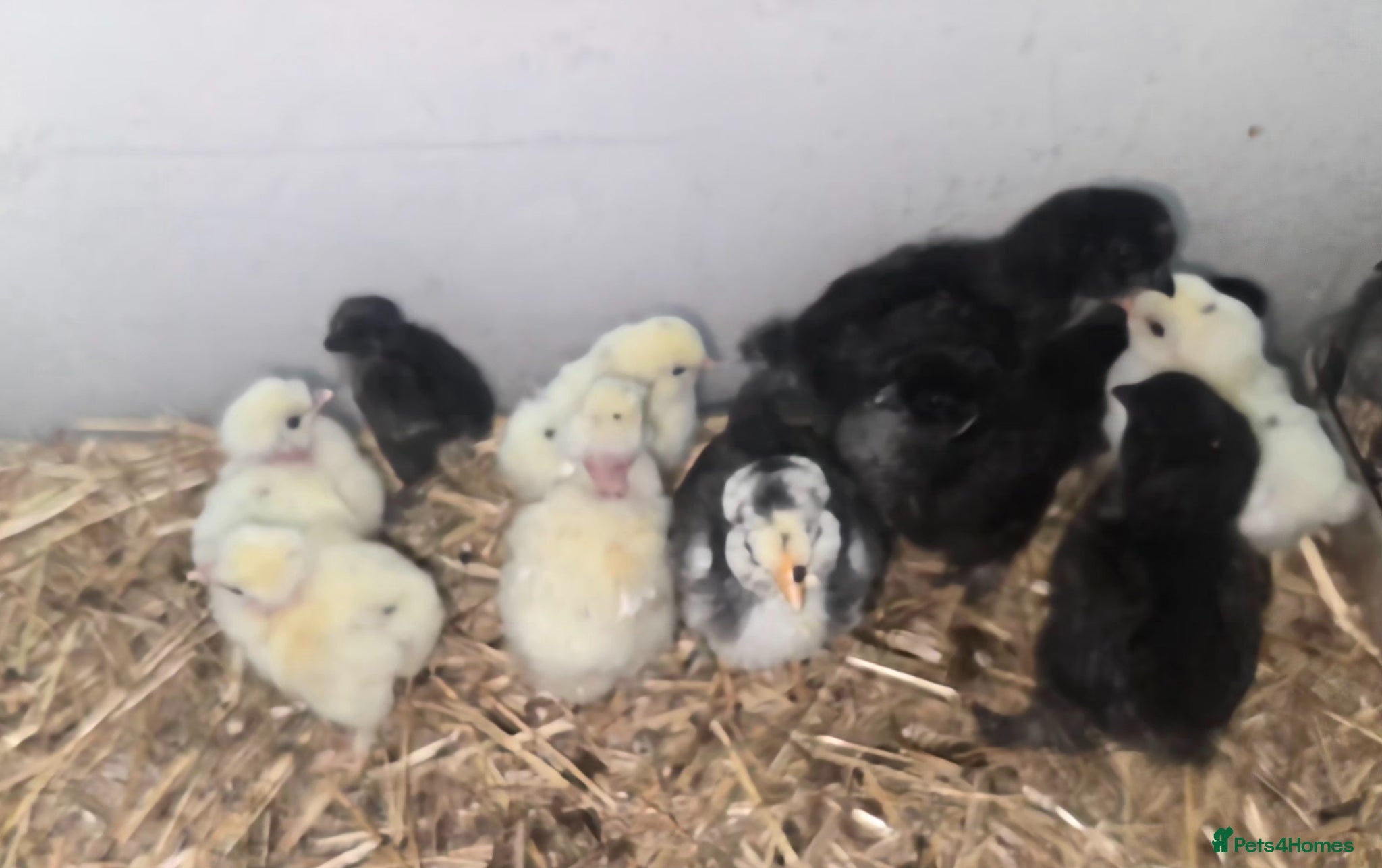 Mixed Breed poultry Chicks looking for new Home.  - Advert 1
