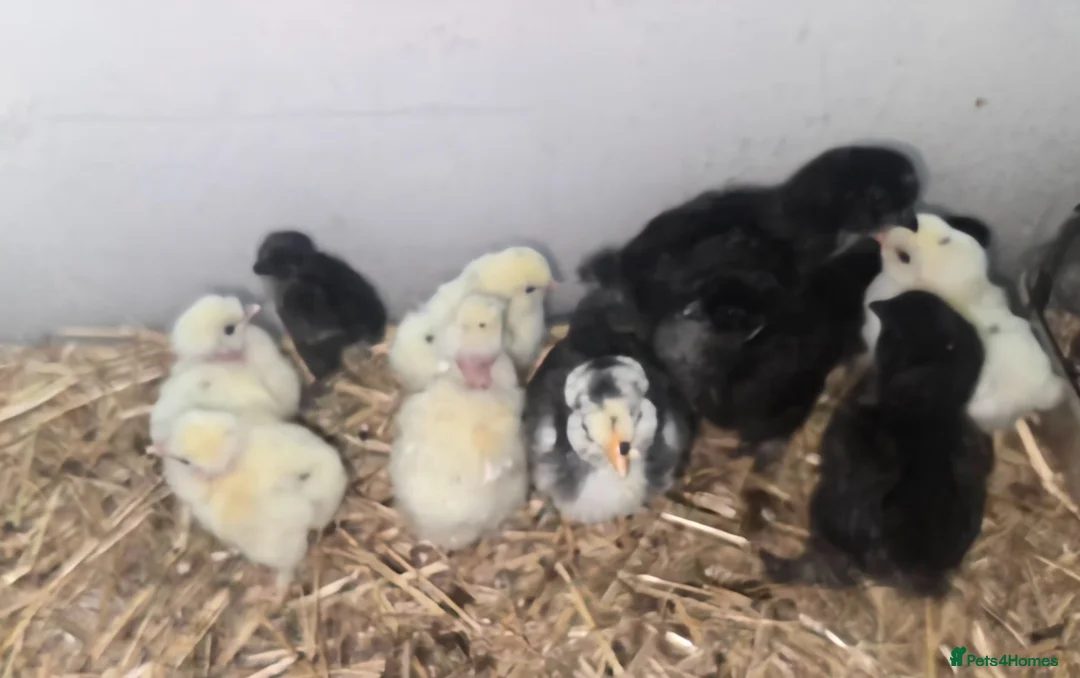 Mixed Breed poultry for sale: Chicks looking for new Home.  - Advert 1