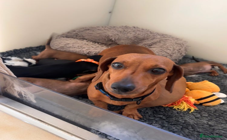 Miniature Dachshund dogs - Advert 2
