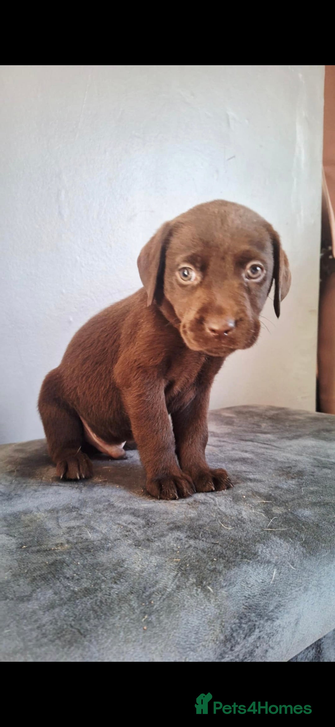 Labrador Retriever dogs for sale: Labrador puppys - Image 10