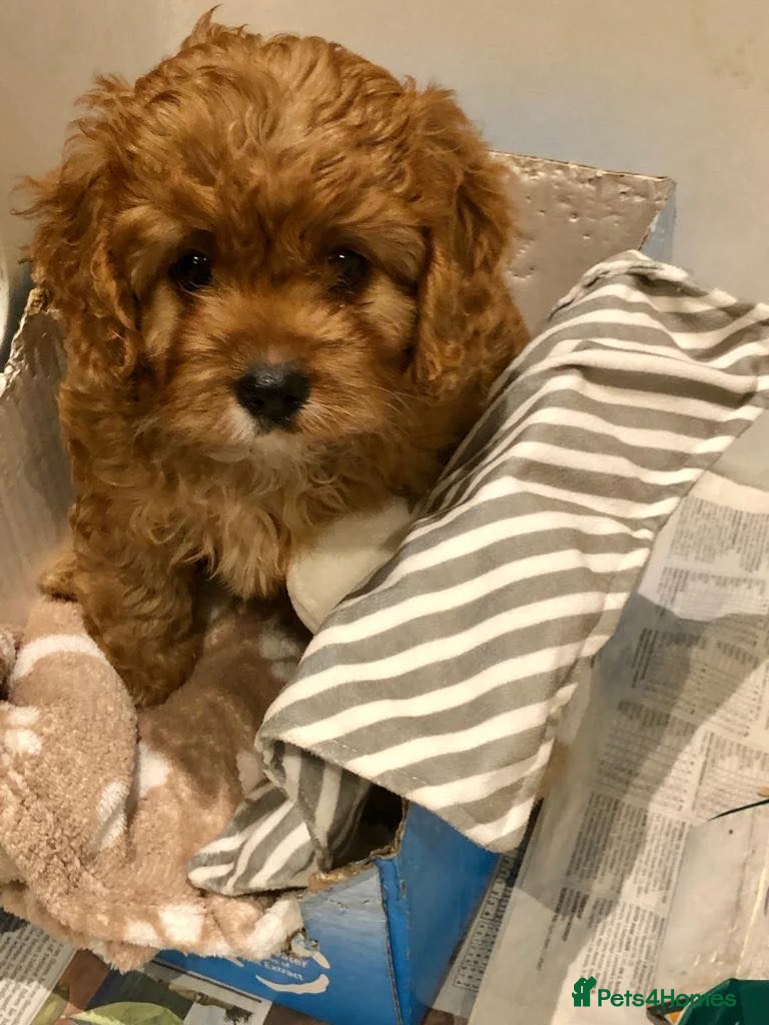 Toy Poodle dogs for stud: Champion Line KC Apricot Toy Poodle Stud in Ringwood - Advert 10