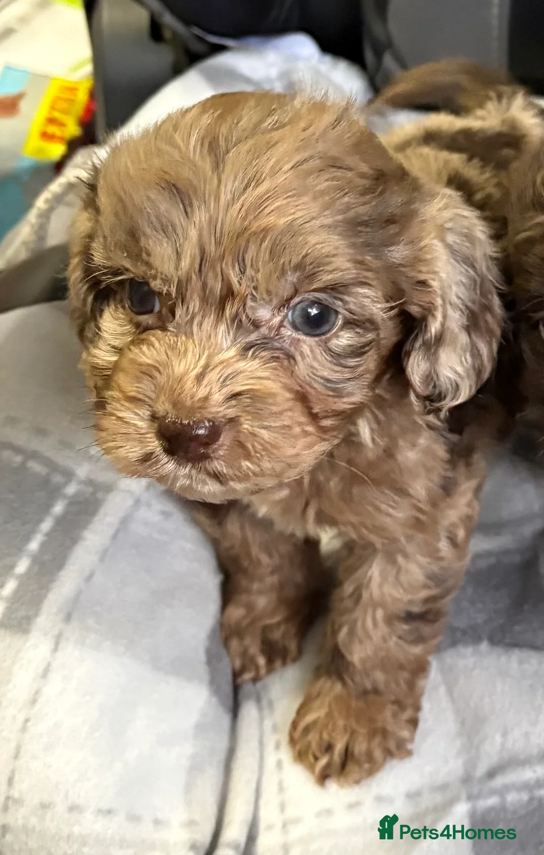 Cockapoo dogs for sale: F1 CHOCOLATE/ CHOCOLATE MERLE COCKAPOOS  - Advert 2