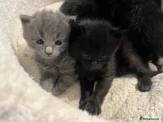 Mixed Breed cats Persian X kittens 🩵🩷 - Advert 23