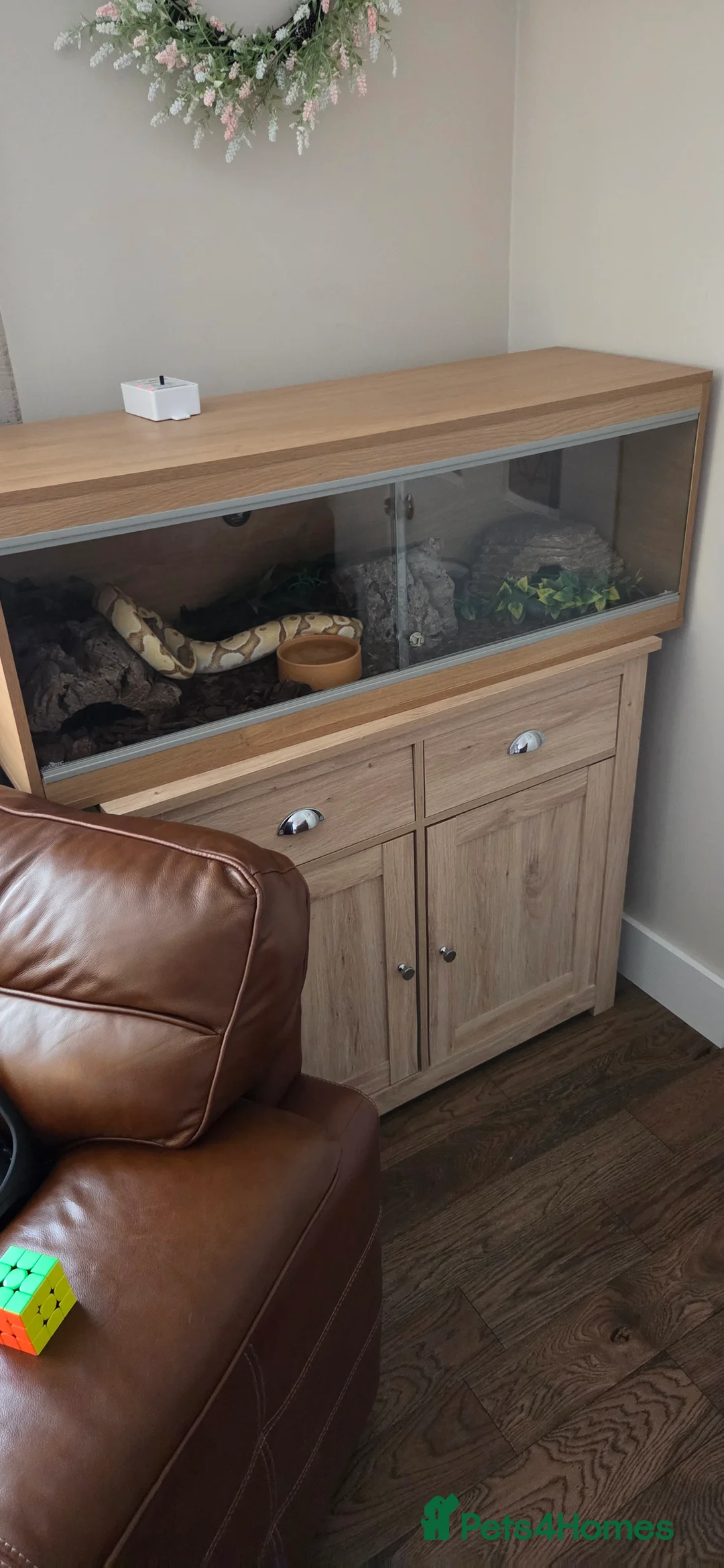 Python Snake reptiles for sale: Banana royal python  - Advert 19