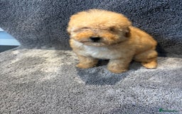 Toy Poodle dogs for sale: 2 beautiful toy poodle girls READY SOON  - Advert 12