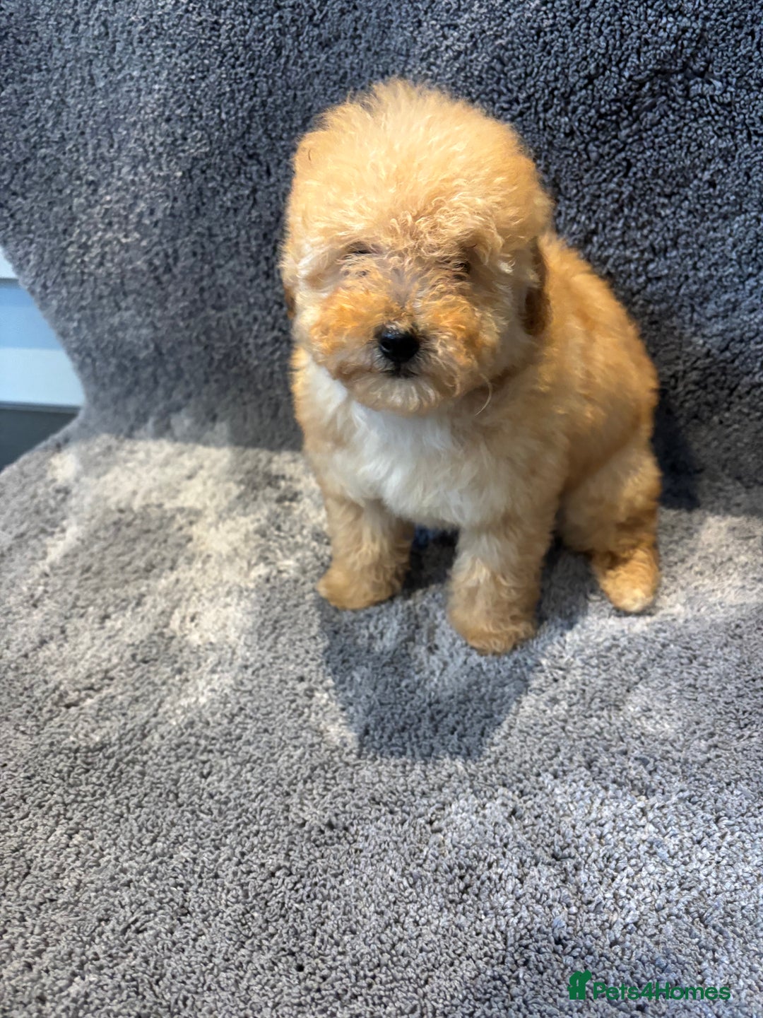 Toy Poodle dogs for sale: 2 beautiful toy poodle girls READY SOON  - Advert 12