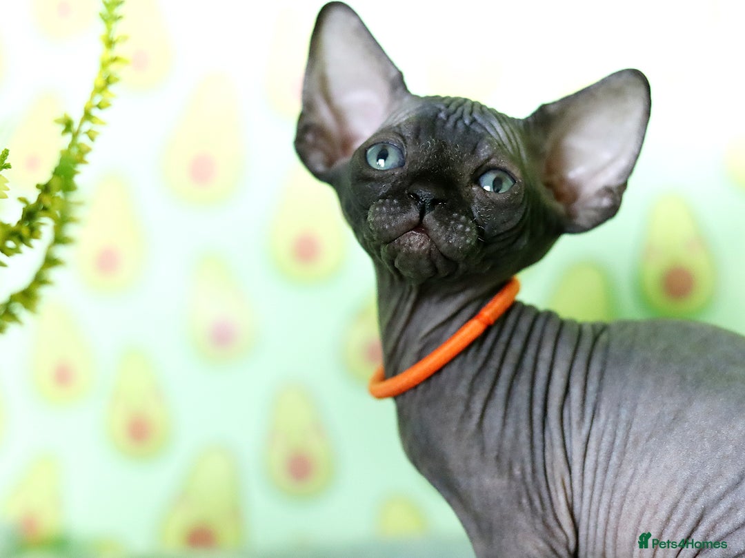 Sphynx cats for sale: Bloodline Sphynx Kittens  - Image 6