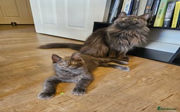 Maine Coon cats for sale: 🔥*Stunning Litter of 8💎Solid Blue Maine Coon*🔥  - Image 5
