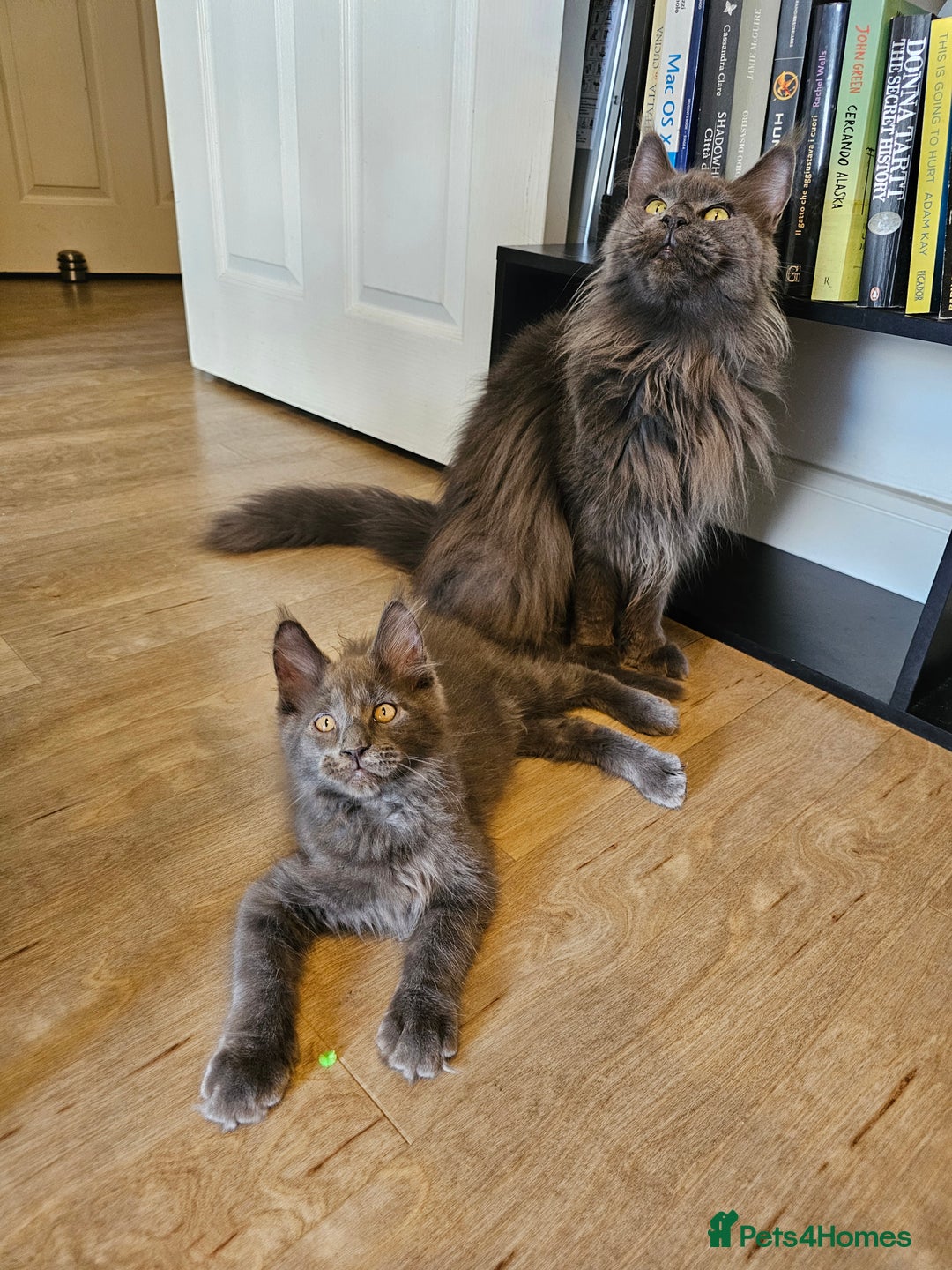 Maine Coon cats for sale: 🔥*Stunning Litter of 8💎Solid Blue Maine Coon*🔥  - Image 5