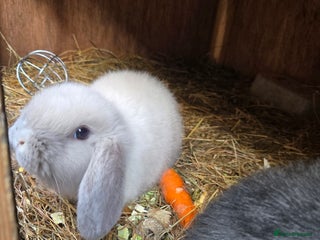 Mini Lop rabbits Stunning mini lops - Advert 18