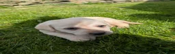 Labrador Retriever dogs for sale: Beautiful KC Labrador Puppies - Advert 18