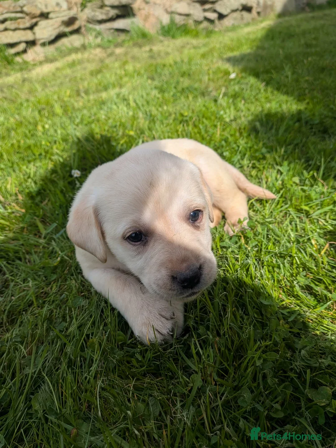 Labrador Retriever dogs for sale: Beautiful KC Labrador Puppies - Advert 18