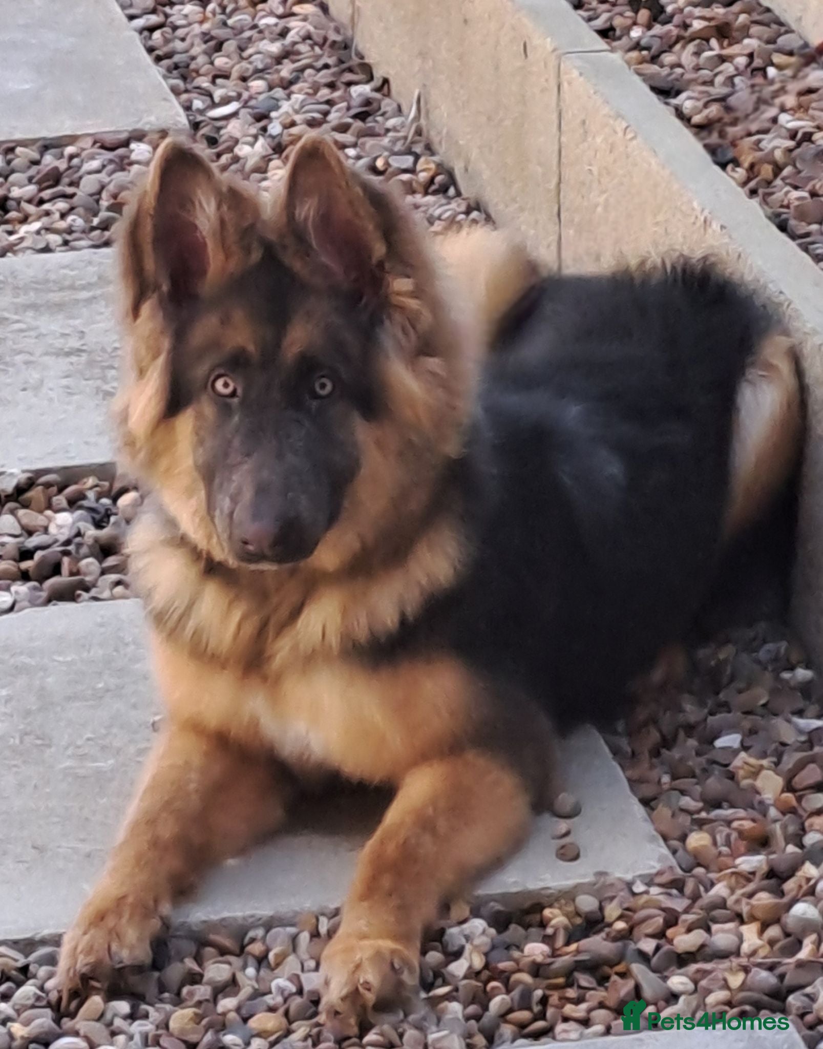 German Shepherd dogs Beautiful blue&tan pup - Advert 16