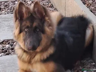 German Shepherd dogs Beautiful blue&tan pup - Advert 3