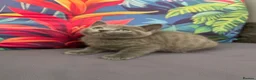 British Shorthair cats for sale: Bsh mix kittens  - Advert 17