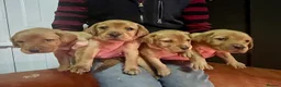 Labrador Retriever dogs for sale: Fox Red Labrador puppies in York - Advert 5