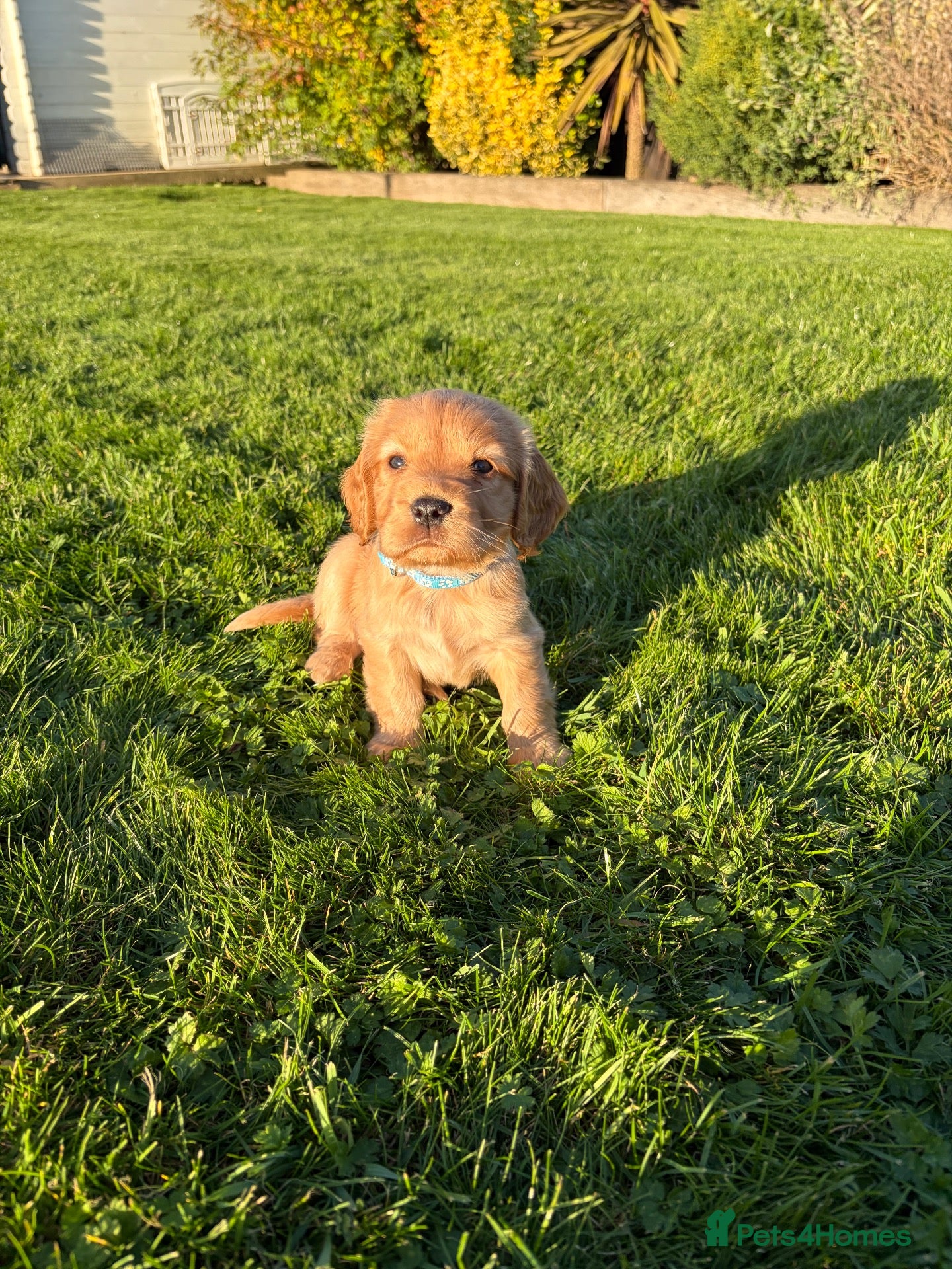Cocker Spaniel dogs Cocker spaniel - Advert 2