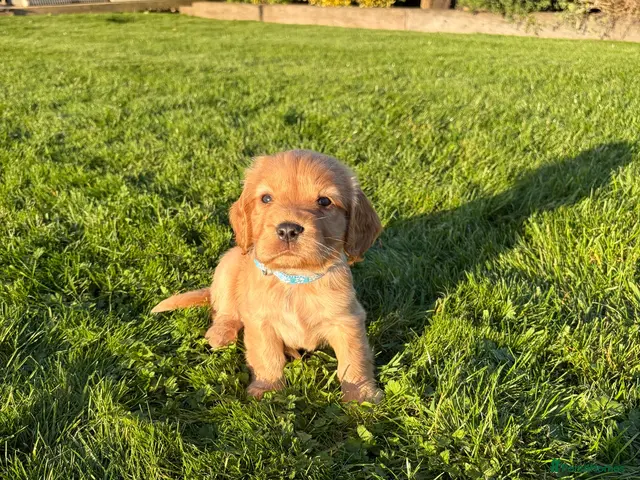 Cocker Spaniel dogs Cocker spaniel - Advert 10
