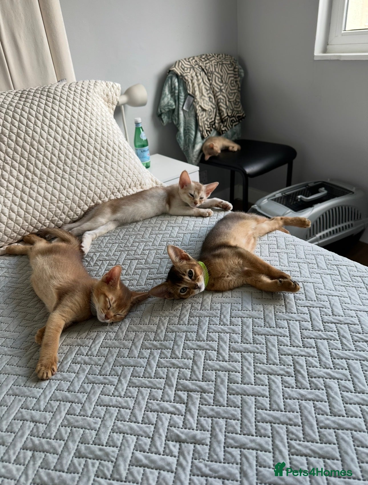 Abyssinian cats Abyssinian kittens  - Advert 2