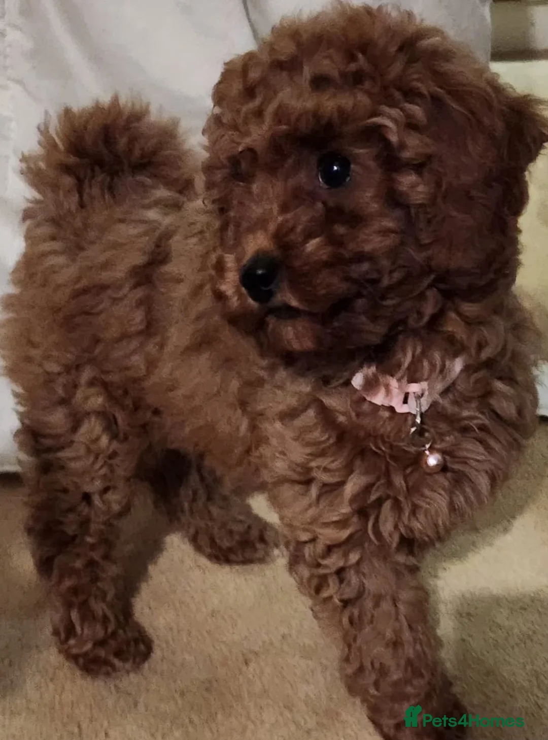 Cavapoo dogs for sale: Stunning Fox Red Cavapoo Puppies Available Now - Advert 1