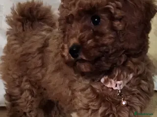 Cavapoo dogs Stunning Fox Red Cavapoo Puppies Available Now - Advert 1