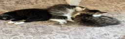 Mixed Breed cats for sale: 4 Long Hair Kittens  - Advert 14