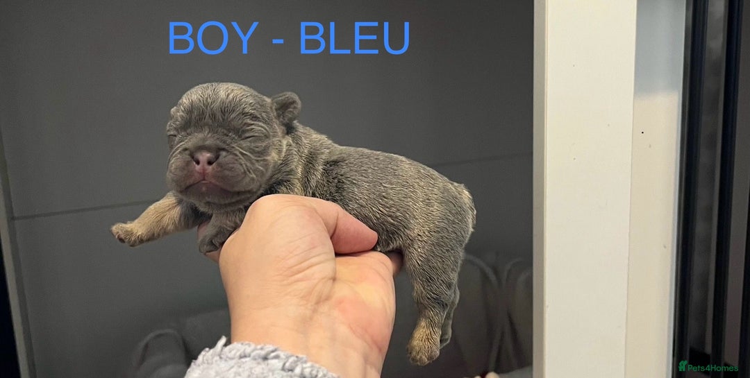 French Bulldog dogs for sale: 1 GIRL REMAINING FROM LITTER OF 5 FRENCH BULLDOGS  - Advert 3