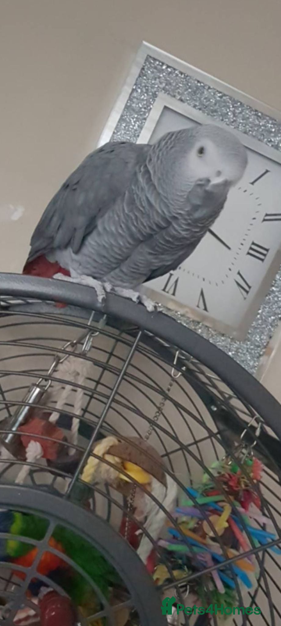 Parrots birds AFRICAN GREY MALE 8YEARS OLD  - Advert 10