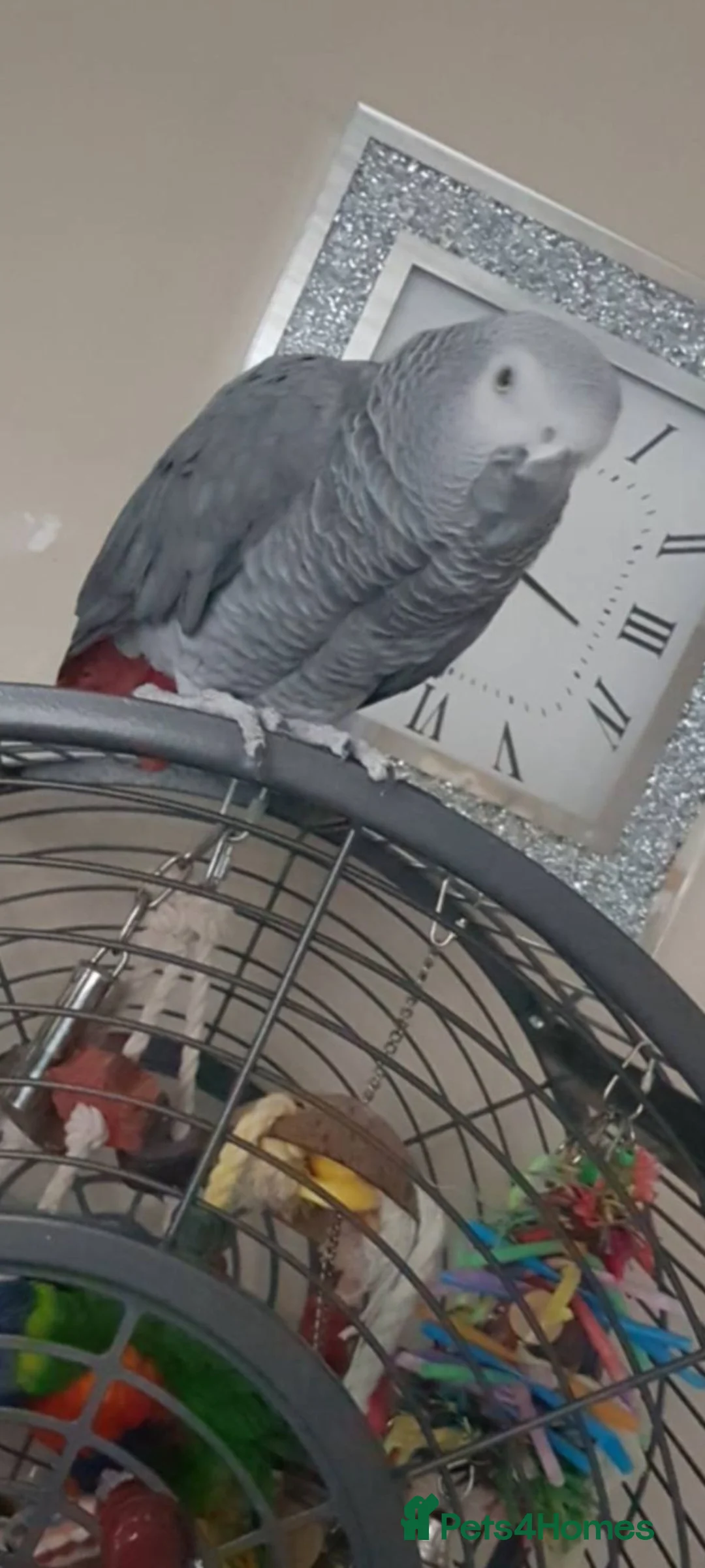 Parrots birds for sale: AFRICAN GREY MALE 8YEARS OLD  - Advert 1