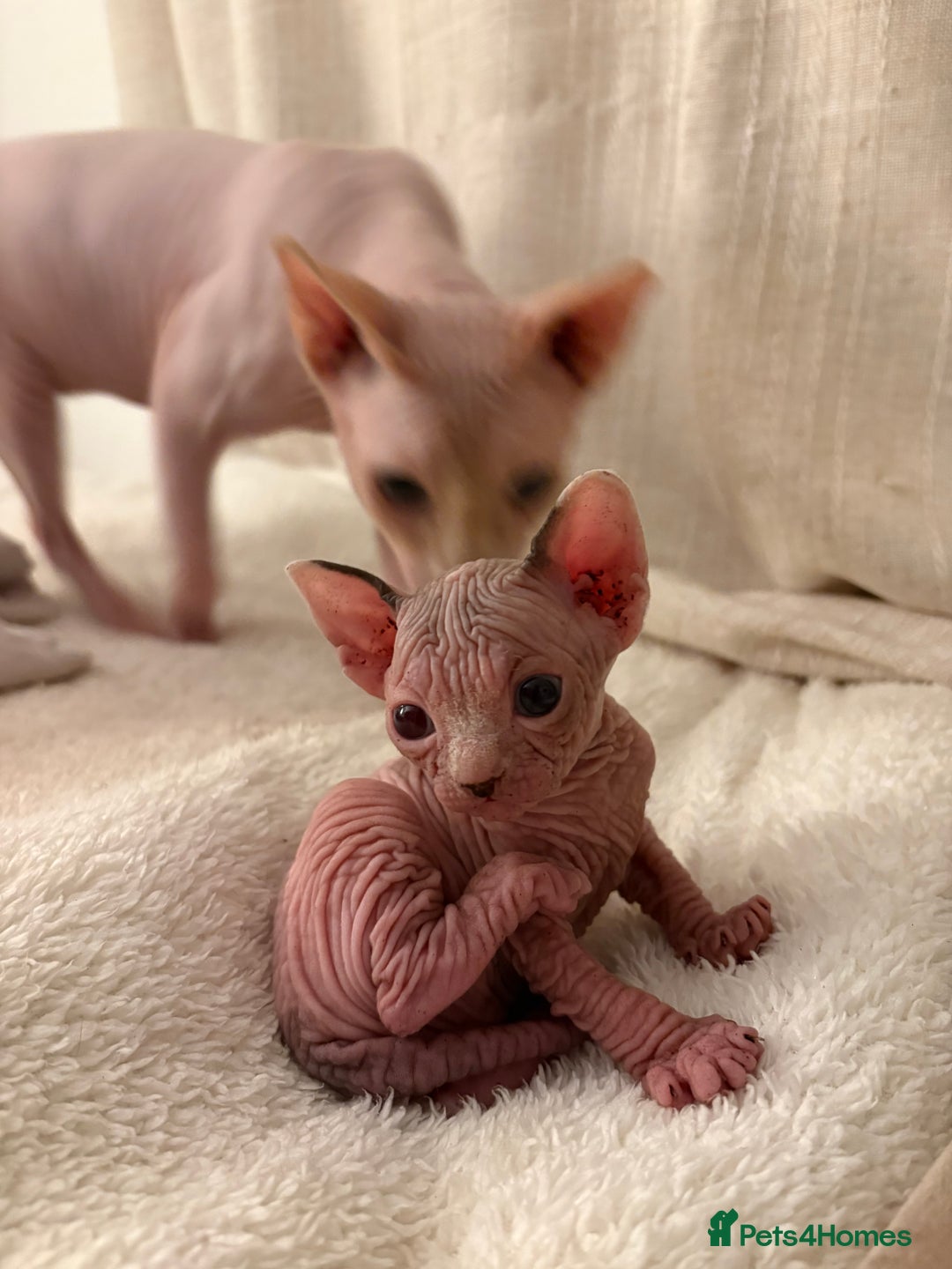 Sphynx cats for sale: Two beautiful male Sphynx kittens  - Advert 14