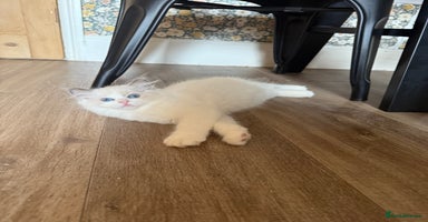 Ragdoll cats - Advert 5