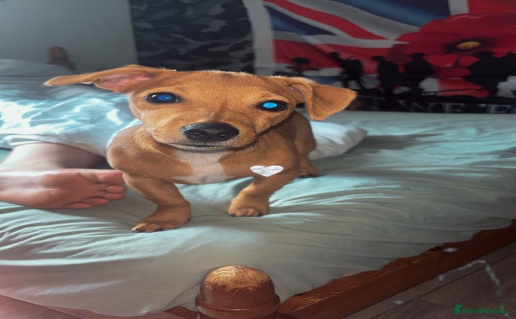Mixed Breed dogs - Advert 3