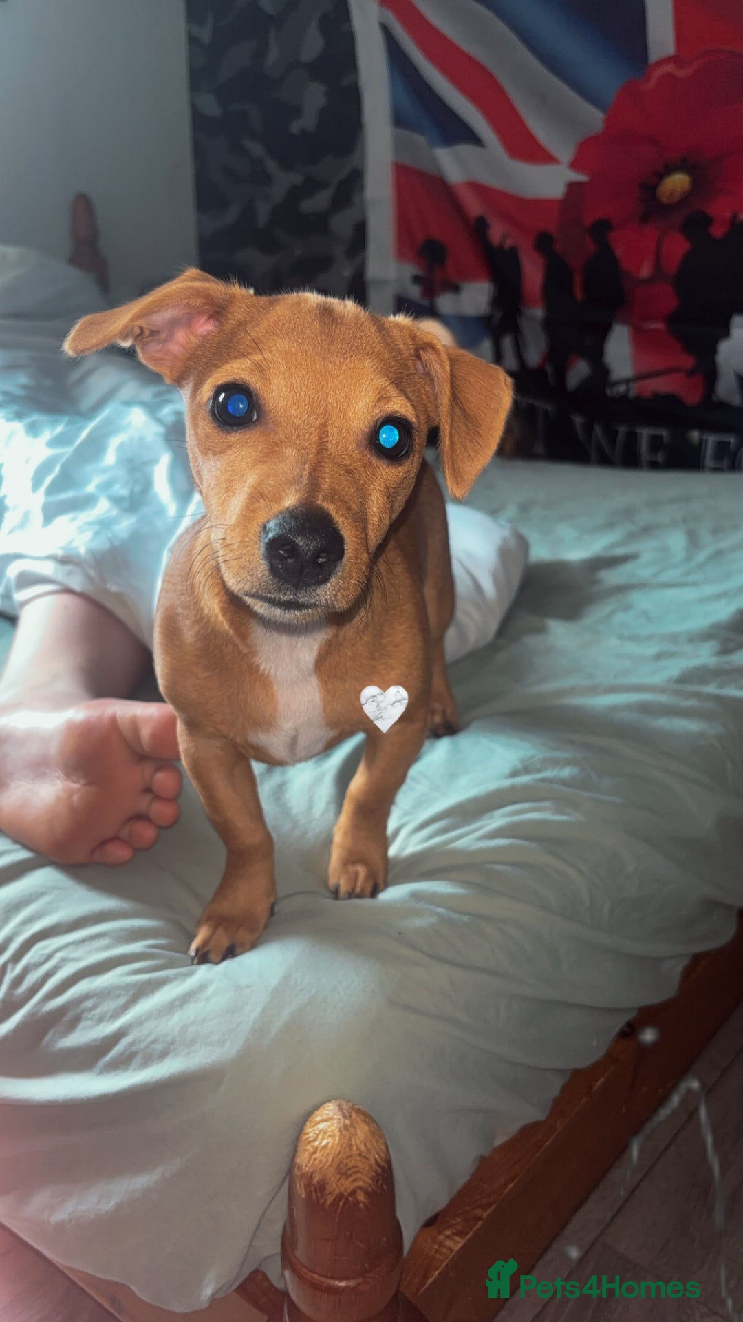 Mixed Breed dogs for sale: MALE JackChi 4 months old!  - Image 1