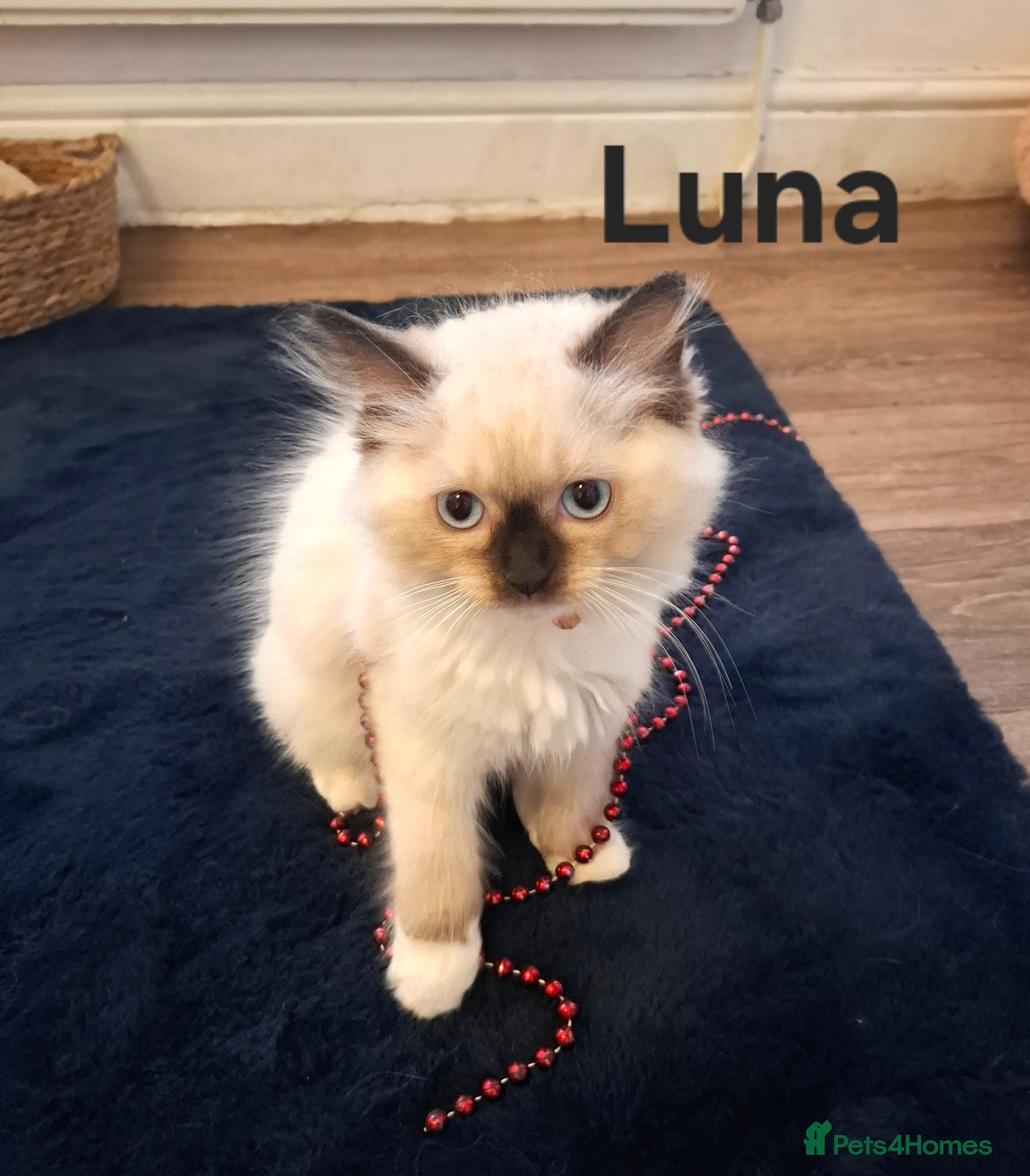 Ragdoll cats Purebread Ragdoll Kittens - TICA YORKSHIRE - Advert 1