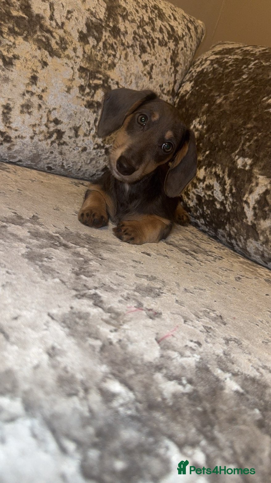 Miniature Dachshund dogs for sale: Miniature Dachshund - Advert 14