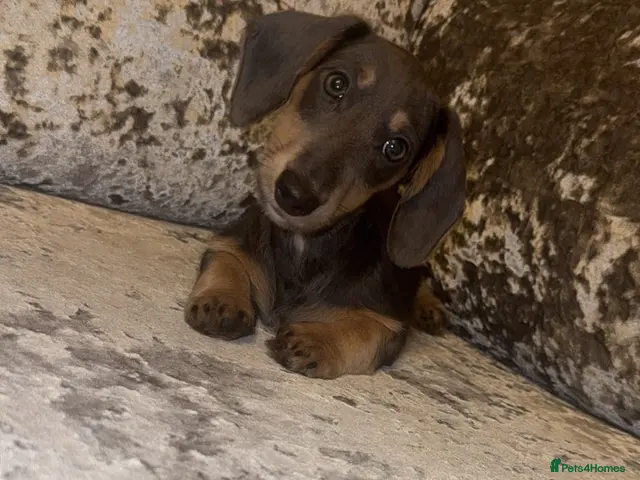 Miniature Dachshund dogs for sale: Miniature Dachshund - Advert 14