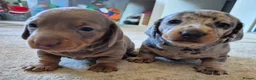 Miniature Dachshund dogs for sale: 2 beautiful miniature dachshund pups - Advert 11