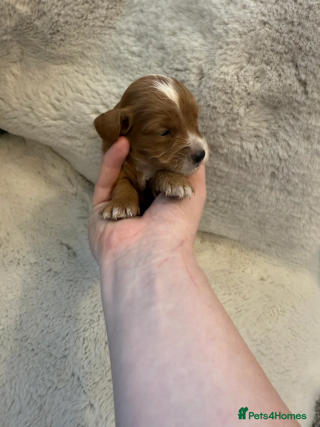 Cockapoo dogs for sale: F1 stunning cockerpoo puppies - Advert 9