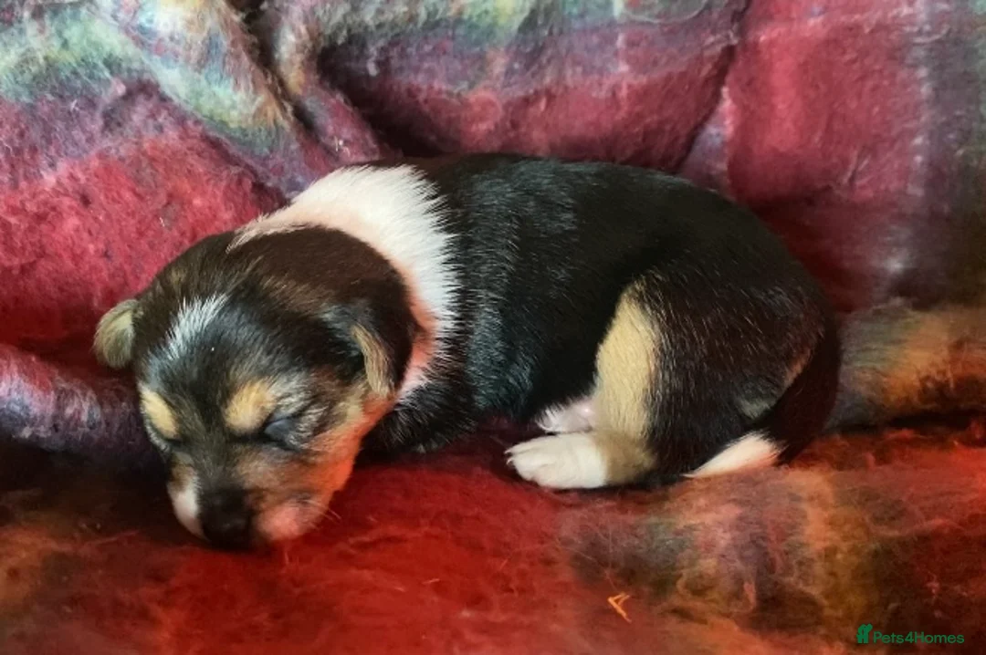 Jack Russell dogs for sale: Absolutely stunning litter of puppies in Uckfield - Advert 2