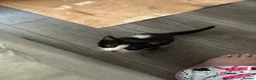 Mixed Breed cats for sale: Mixed breed kittens  - Advert 11